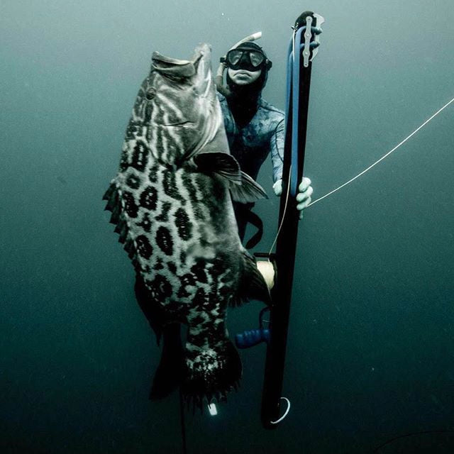 The Ultimate Guide to Selecting Your Perfect Speargun