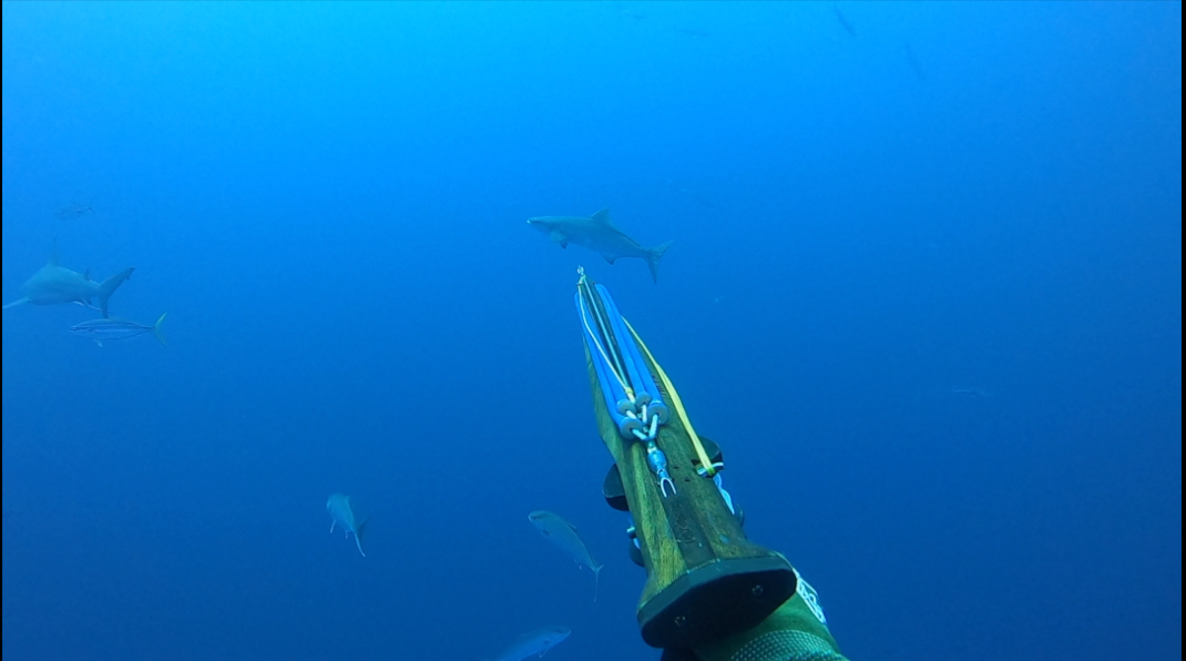 Reading Fish Behavior While Diving: Identifying What The Fish is Going to Do