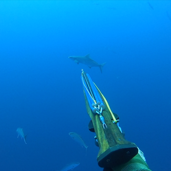 Reading Fish Behavior While Diving: Identifying What The Fish is Going to Do