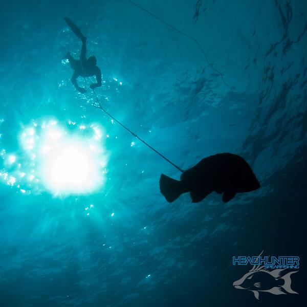 Headhunter Spearfishing Predator Carbon Fiber Polespear Coral Trout Cam Kirkconnell 013 Grande