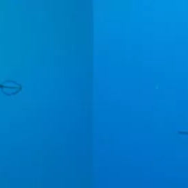 Speargun for Reef Hunting